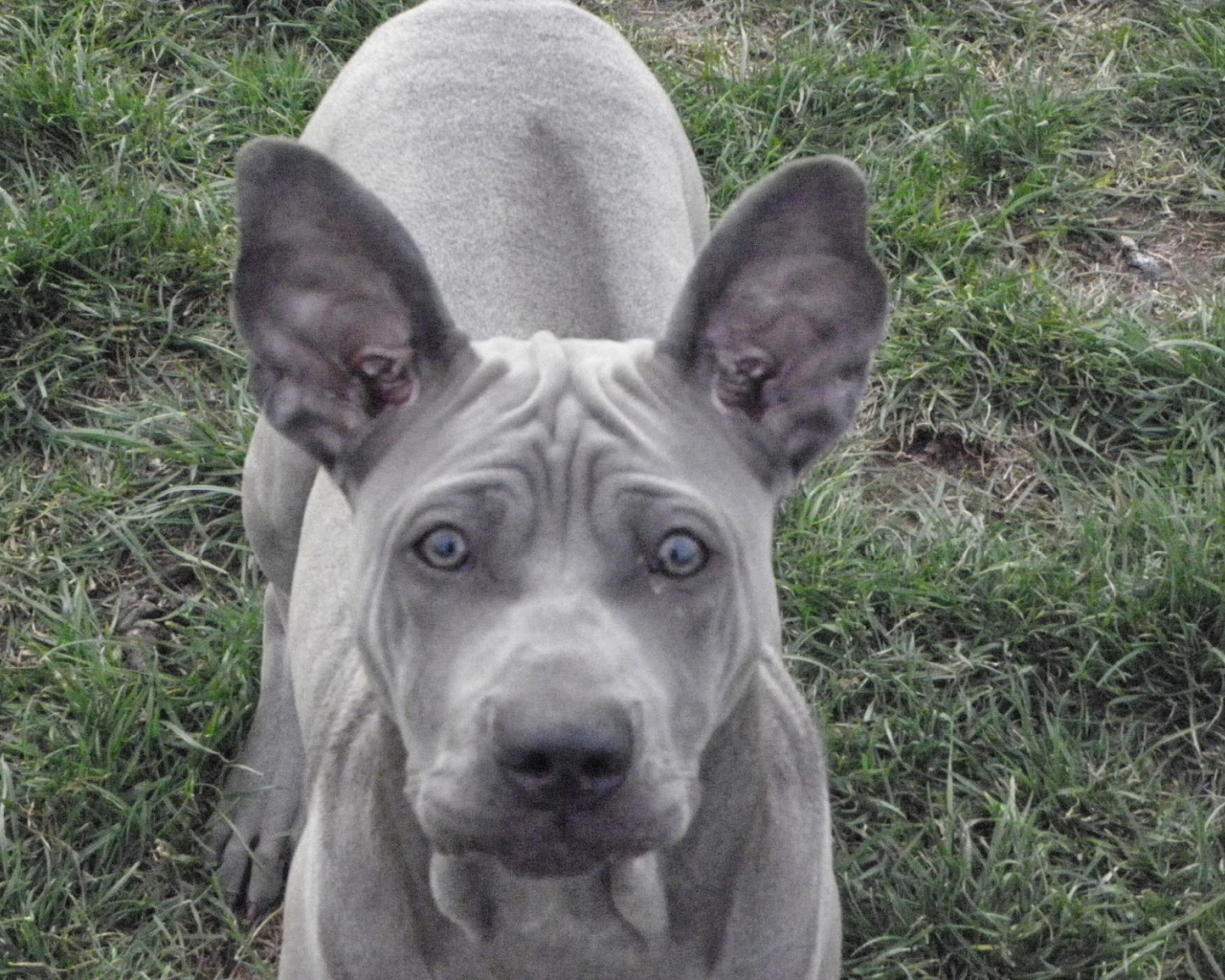 Ах этот взгляд тайского риджбека