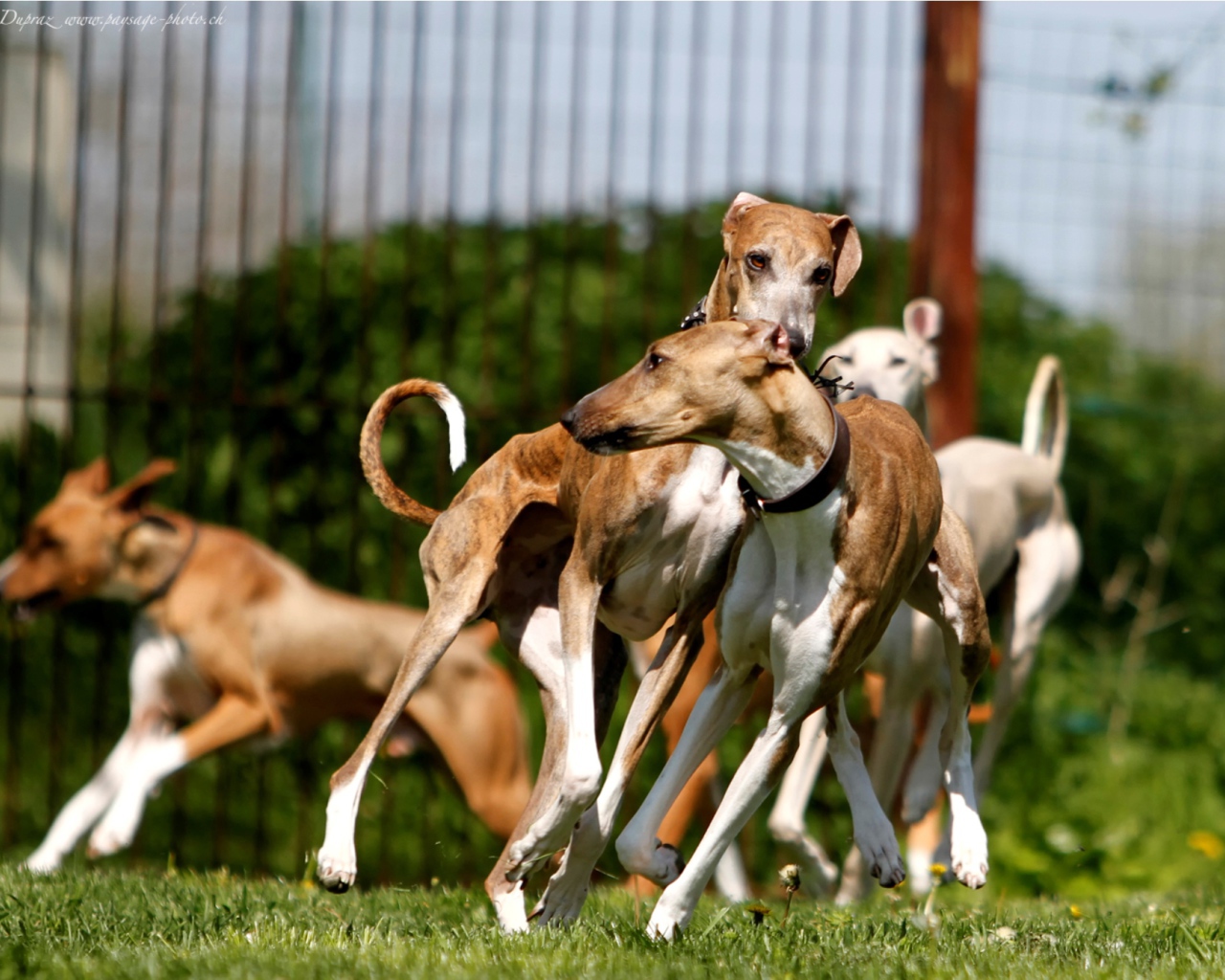 Стая собак азавак