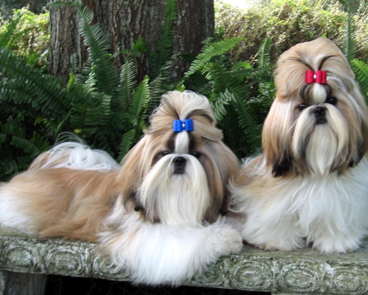 Пара ухоженных шитцу