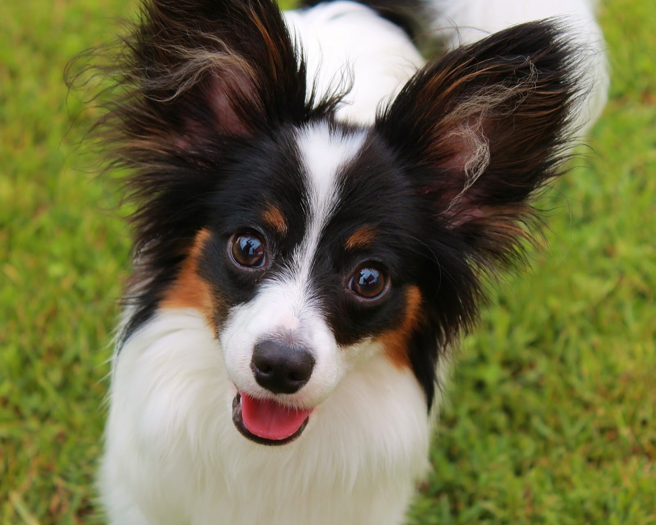 Папильон французская порода собак