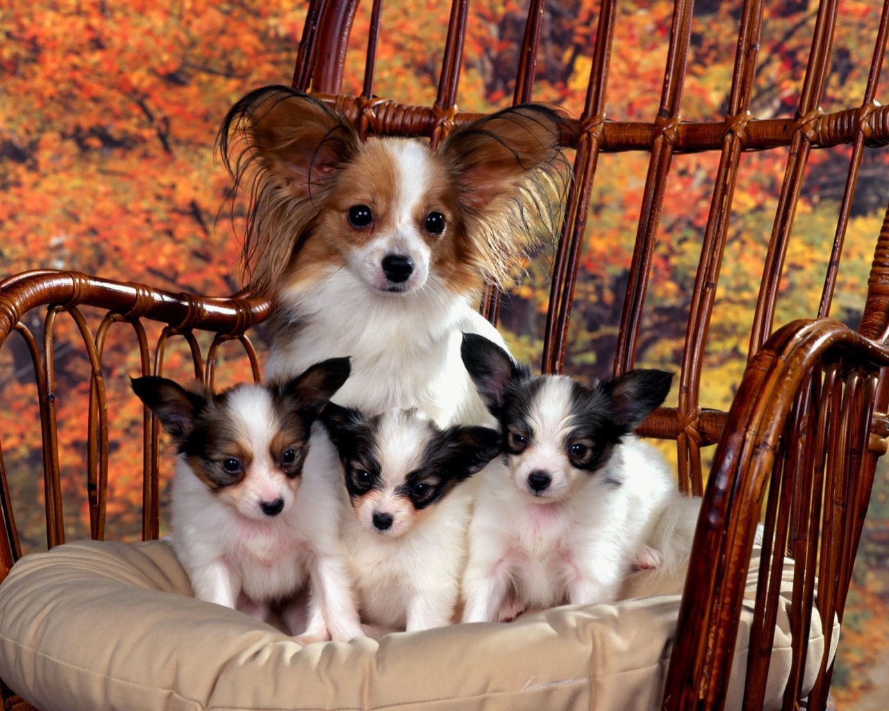 Мама папильон с щенками