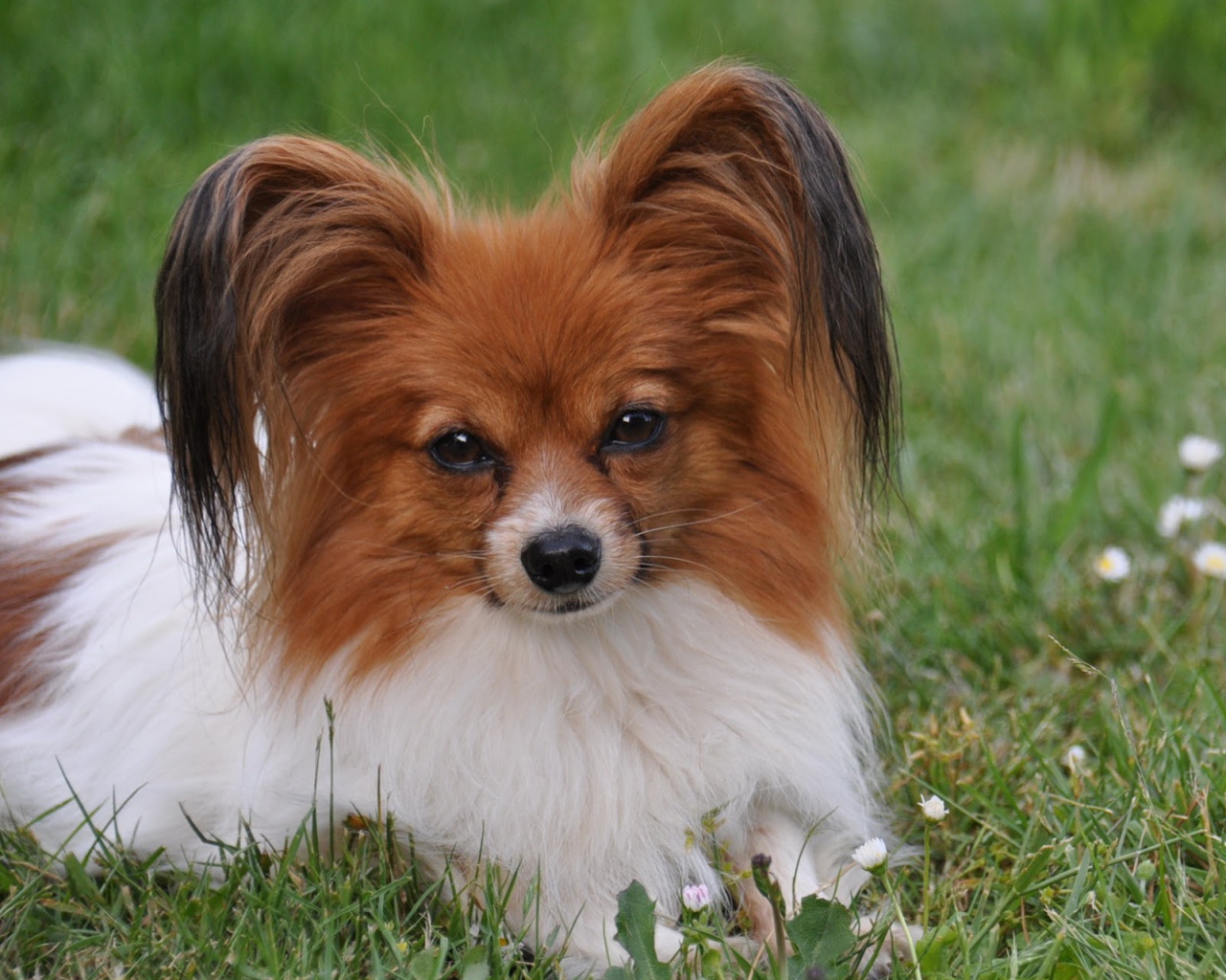 Папильон отдыхает в траве