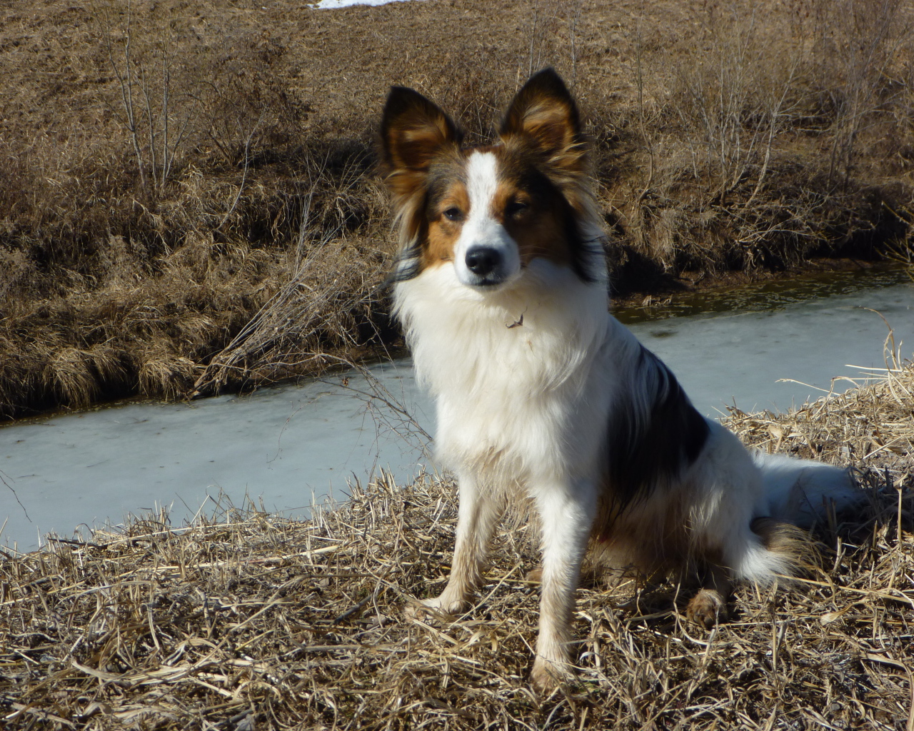 Папильон на берегу ручья