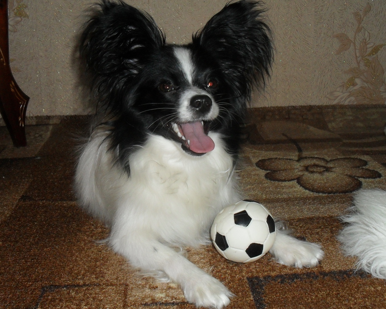 Папильон играет в футбол