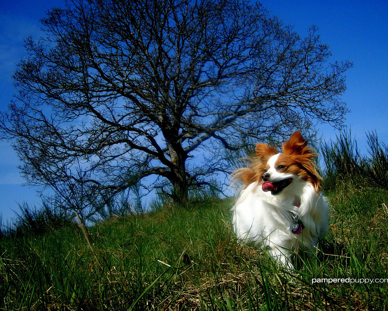 Папильон играет у дерева