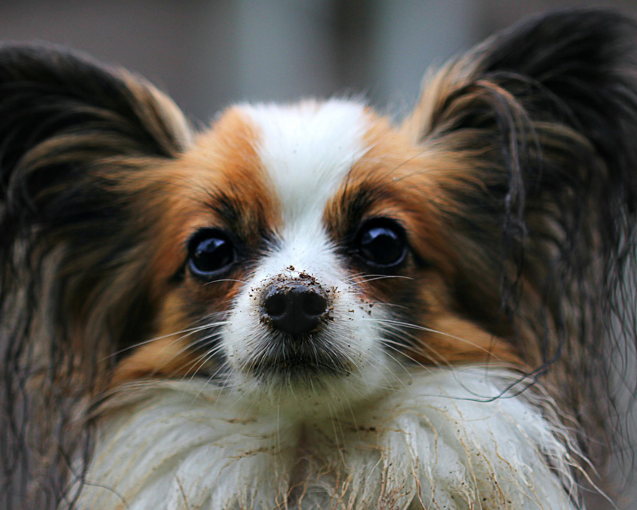 Папильон с грязным носом