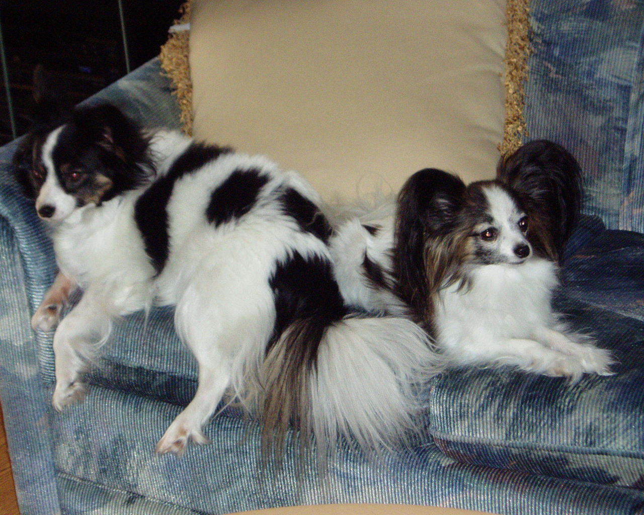Papillons couple on the couch
