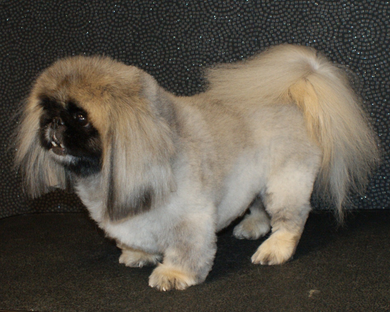 Собака пекинес на черном фоне