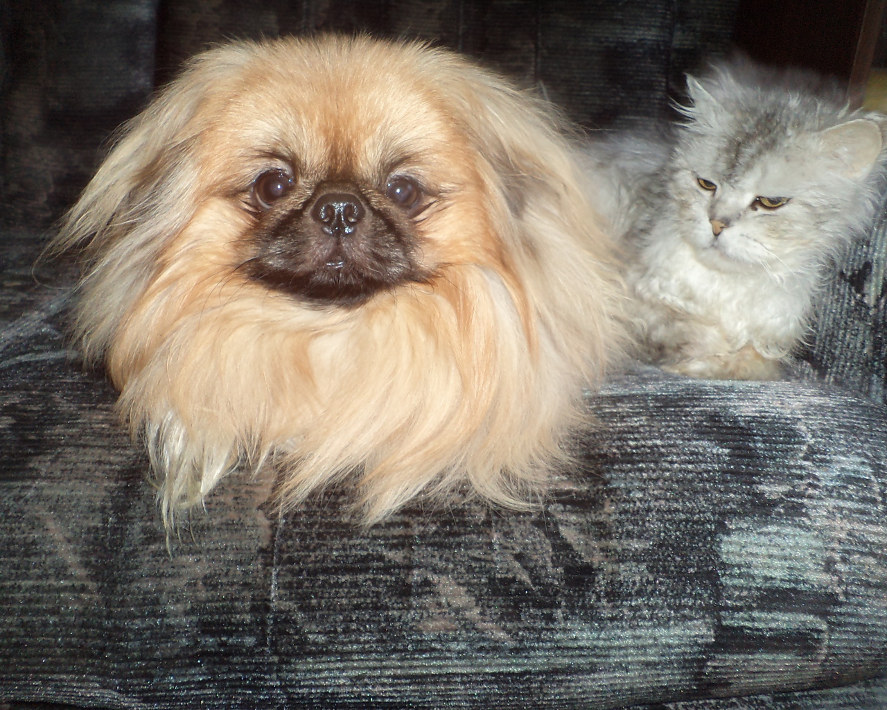 Пекинес и недовольный кот