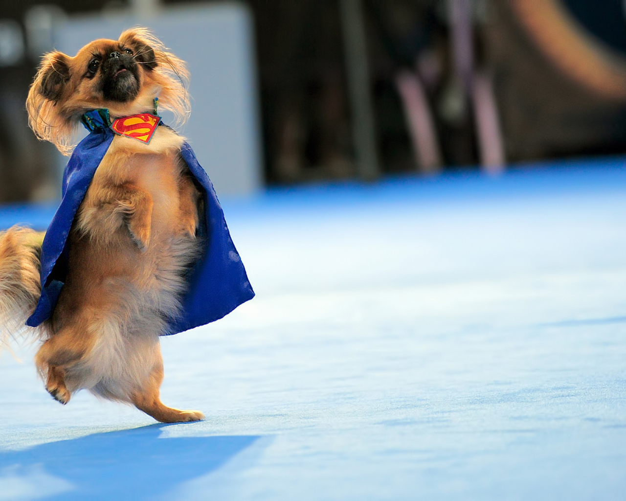 Пекинес в костюме супермена
