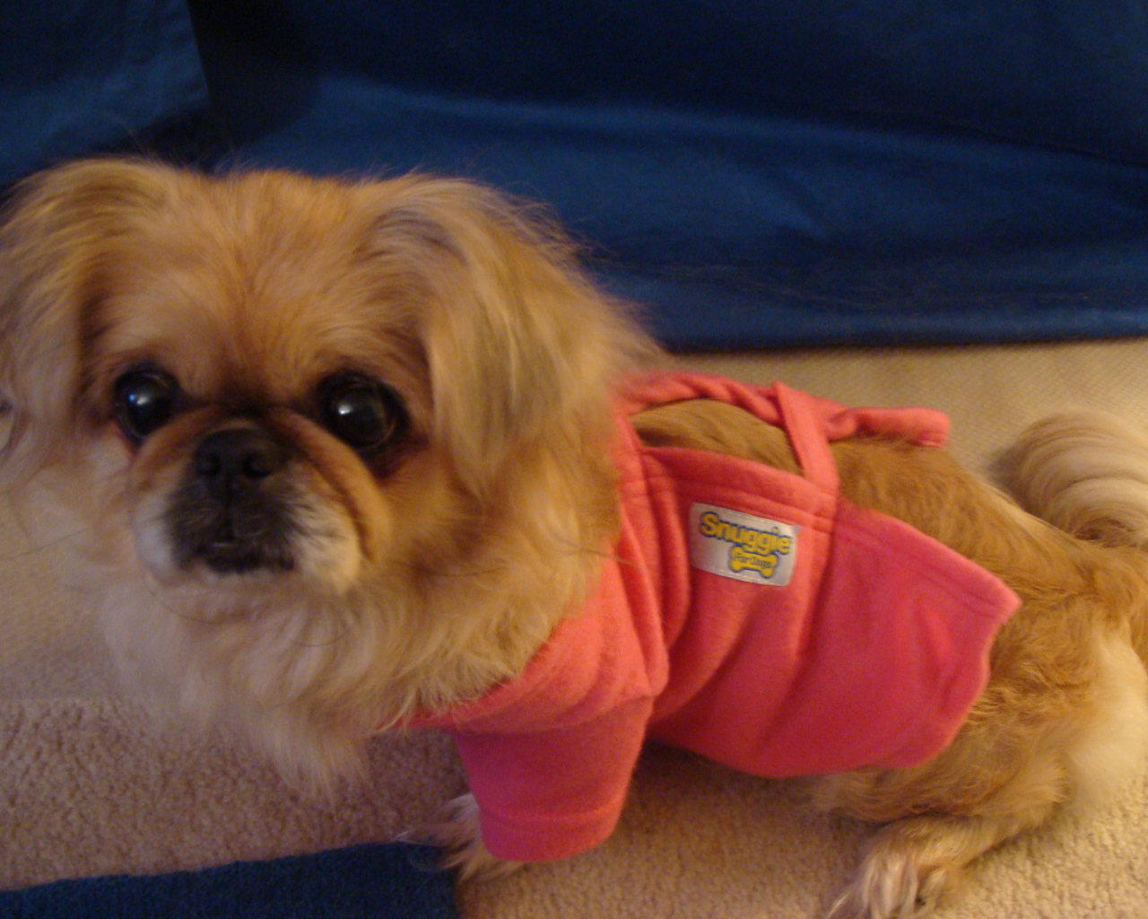 Пекинес в розовой кофте