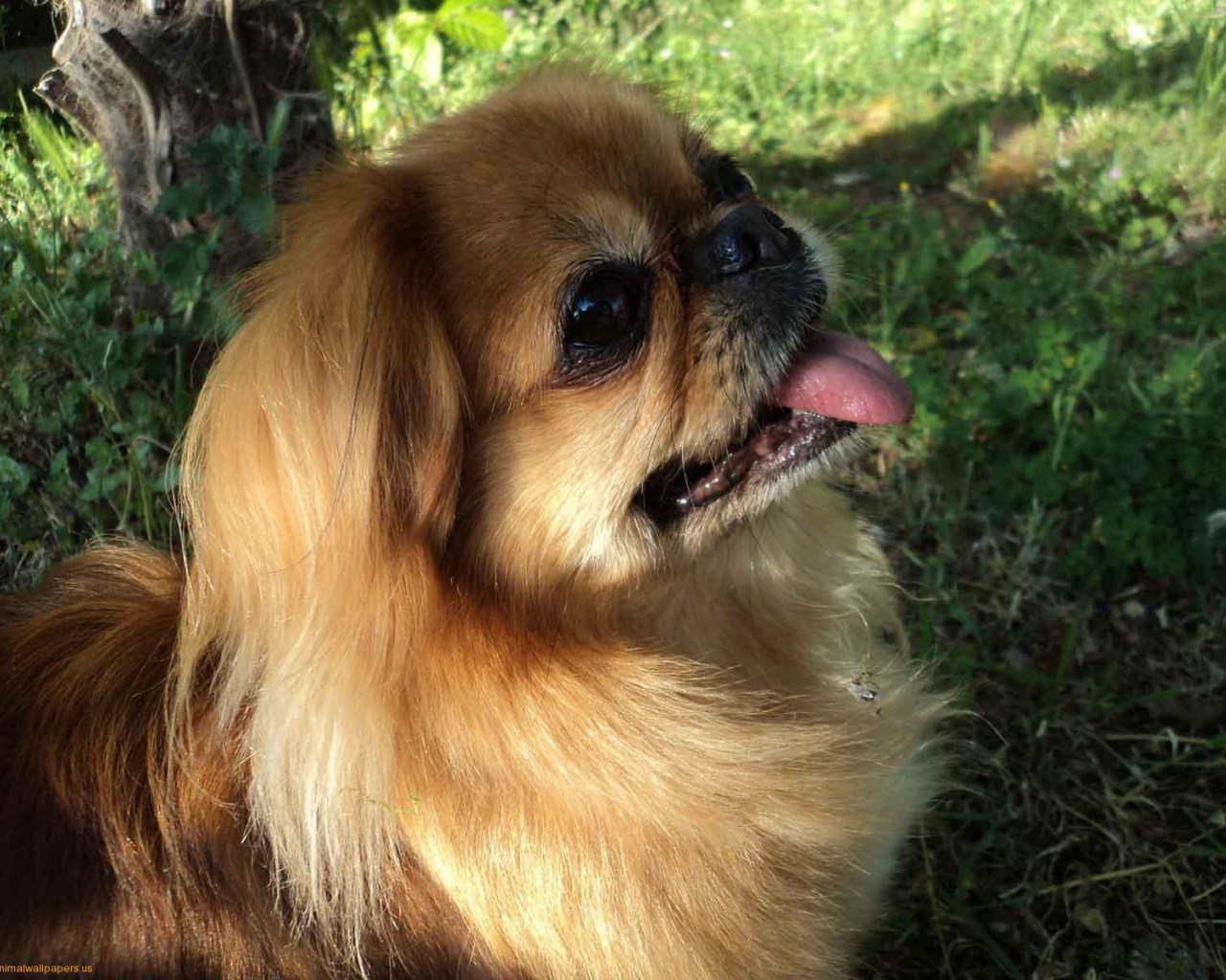 Пекинес в лесу