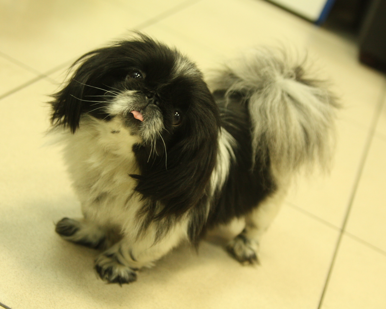 Пекинес стоит на полу