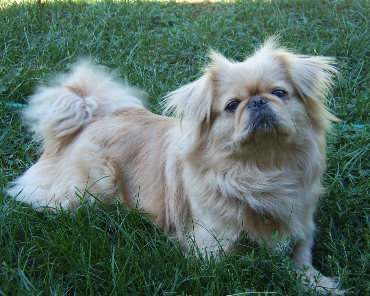 Пекинес лежит на траве