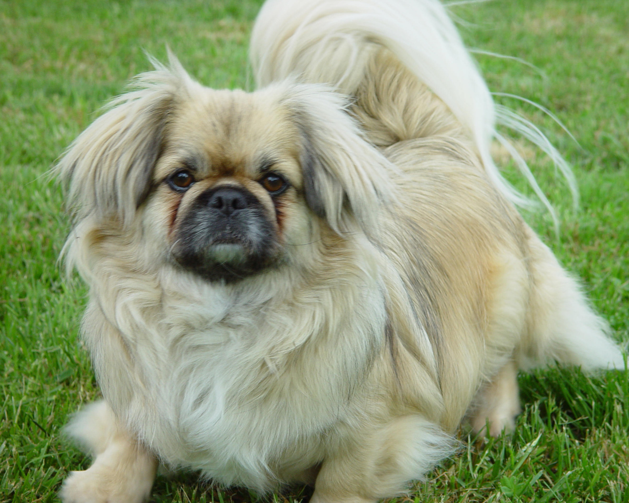 Пекинес на газоне