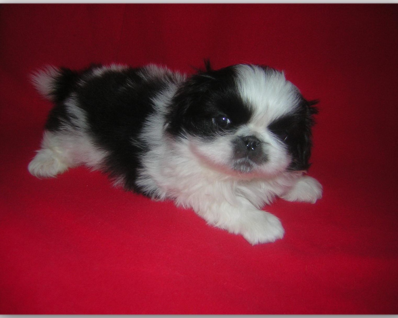 Щенок пекинеса на красном фоне