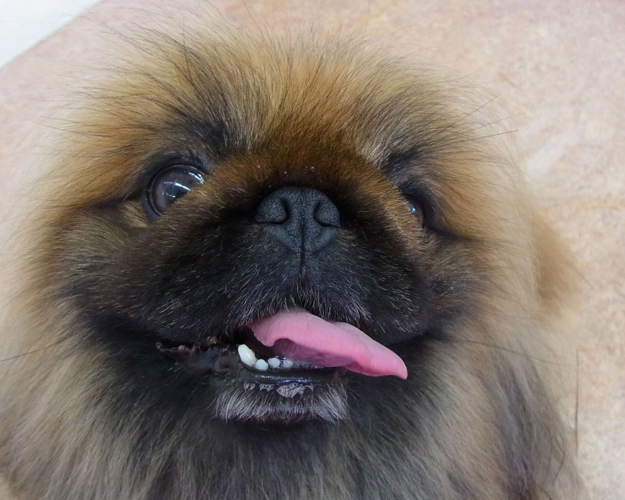 Пекинес показывает зубы