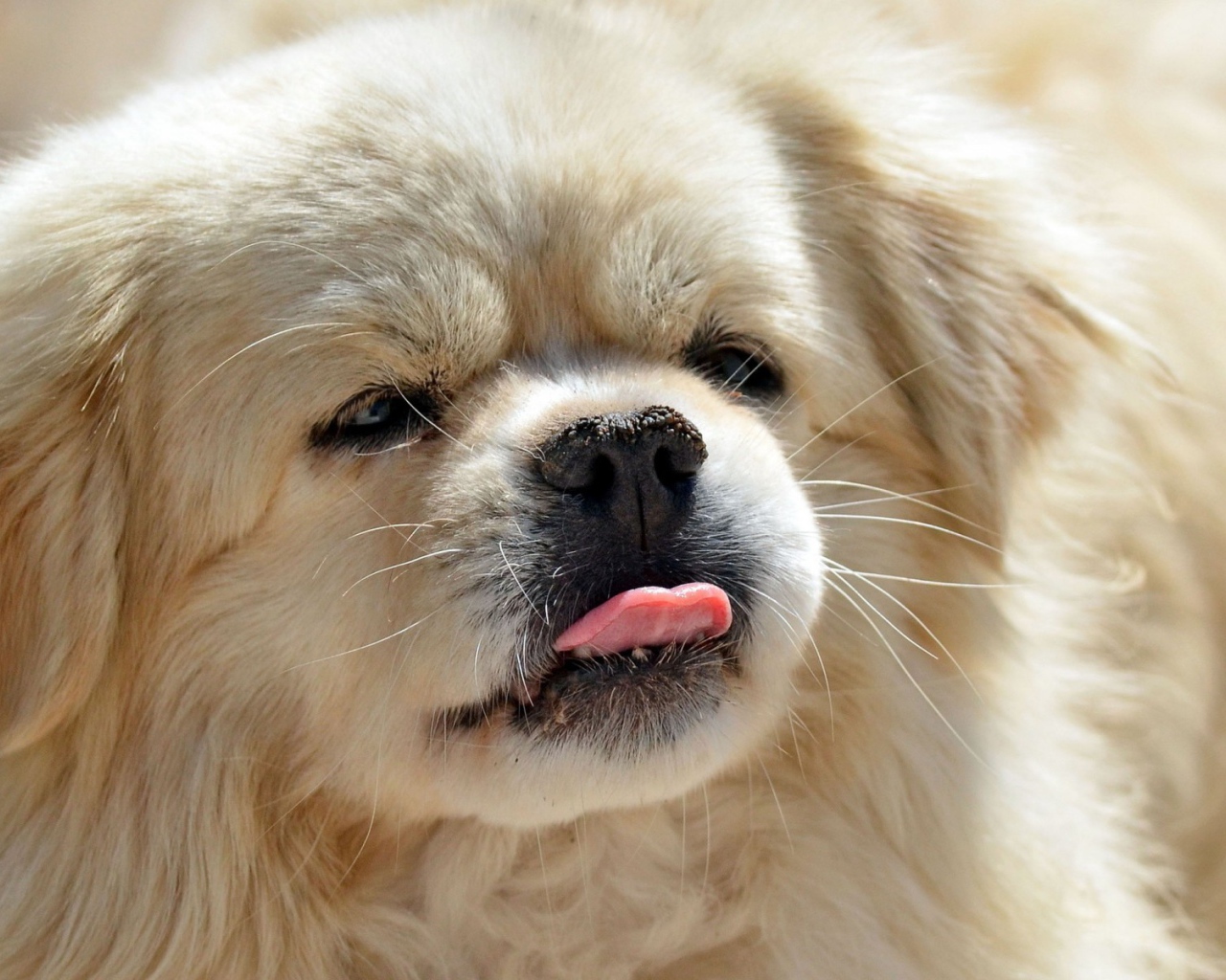 Пекинес показывает язык