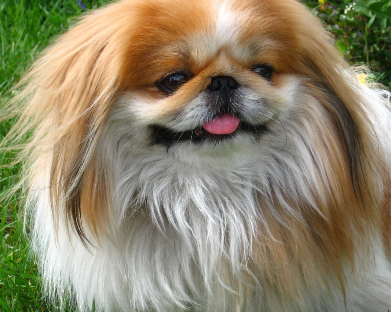 Улыбающийся пекинес на природе