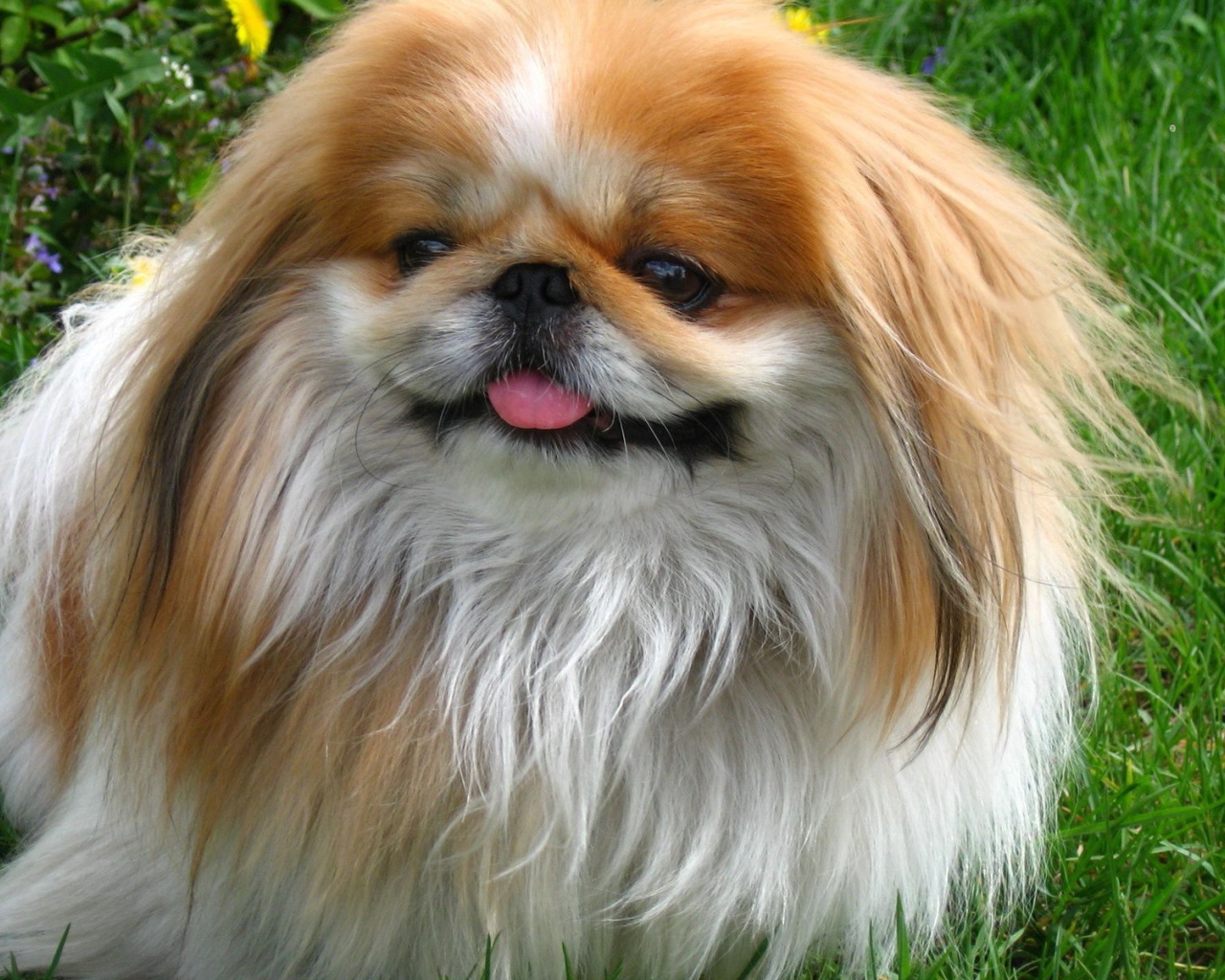 Пекинес гуляет в саду