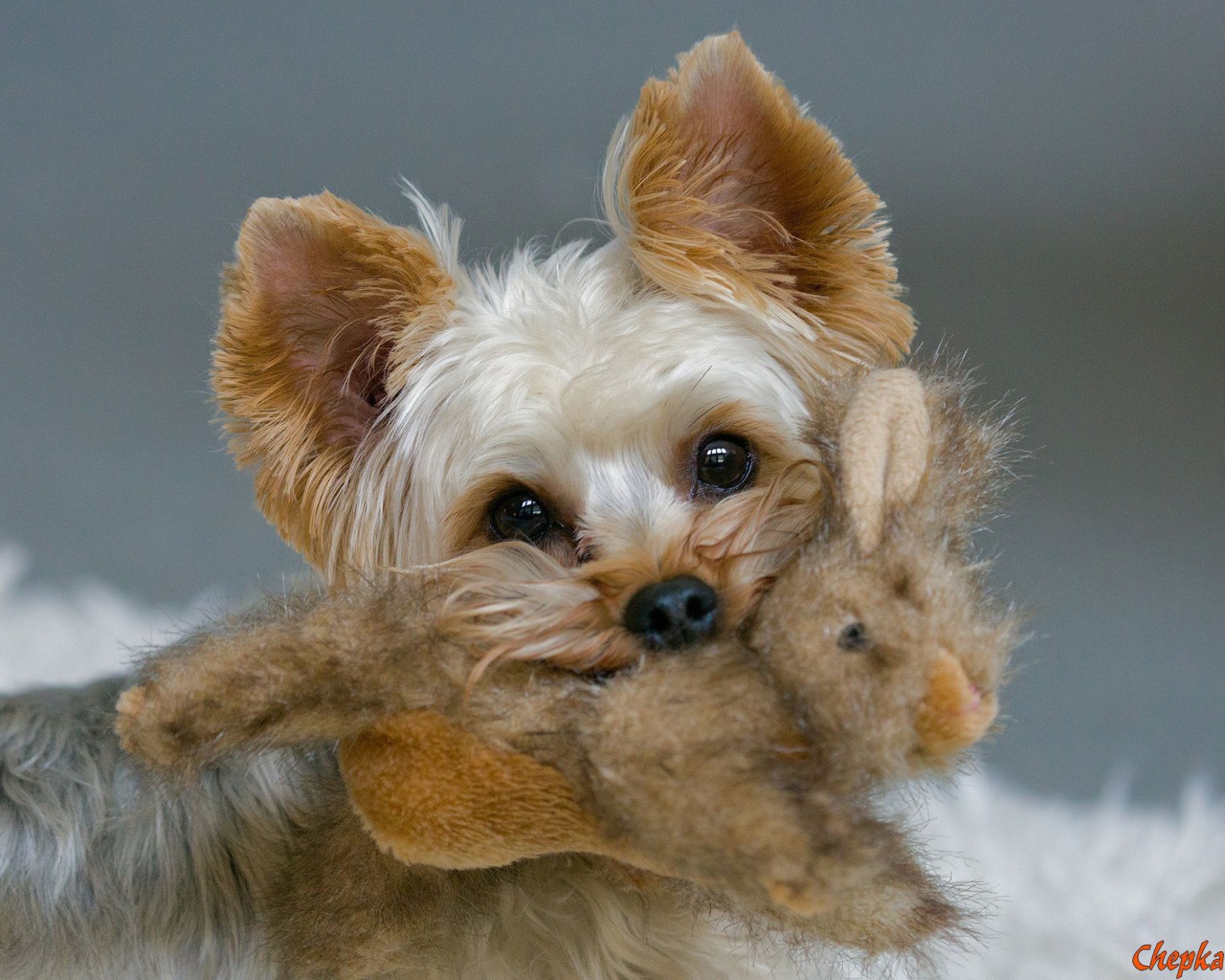 Пекинес с игрушкой