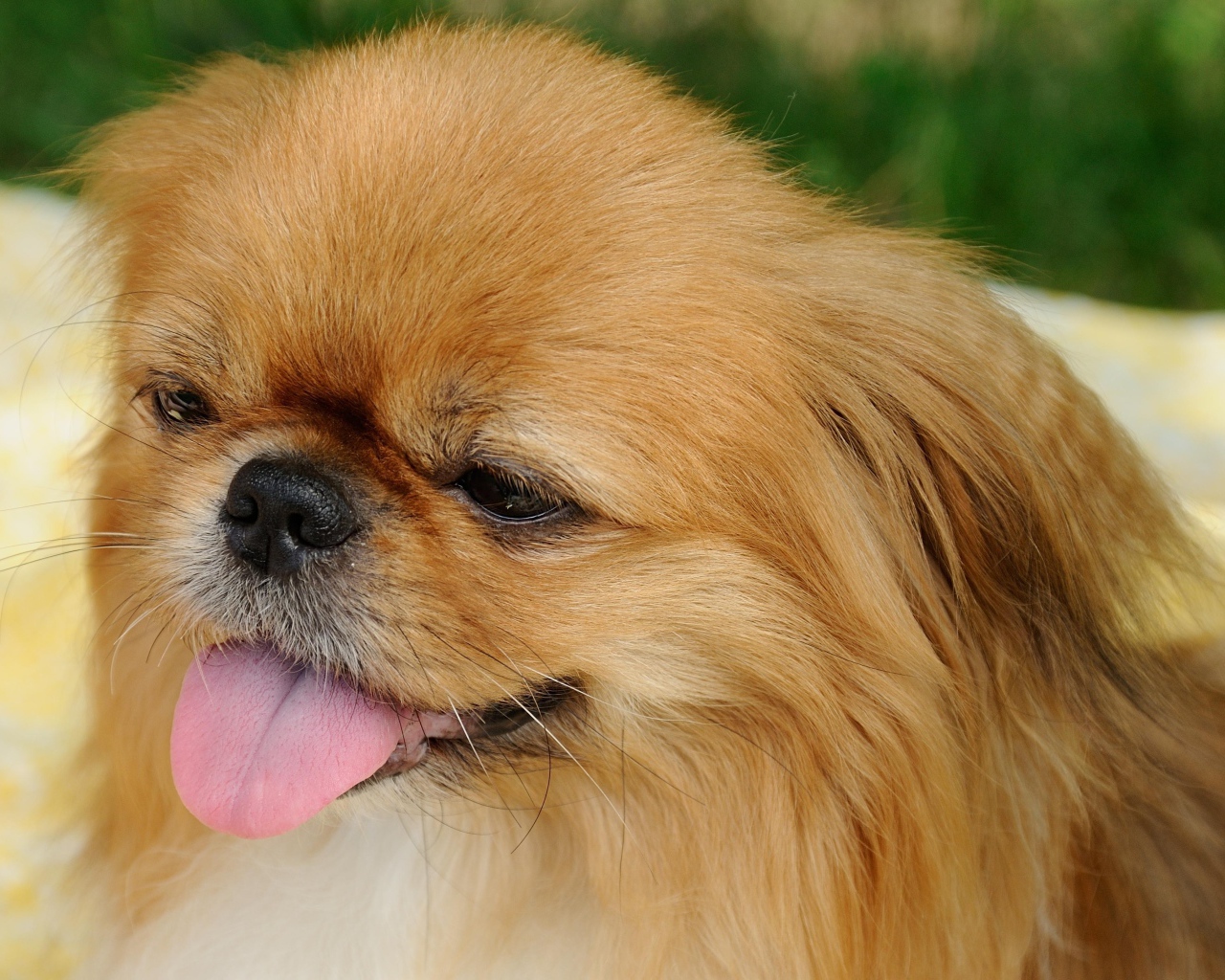 Пекинес с розовым языком