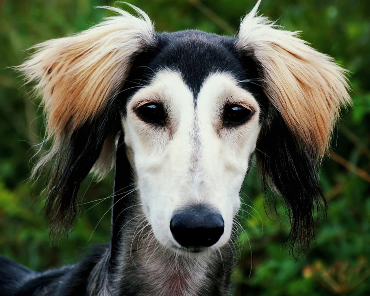 Персидская борзая салюки