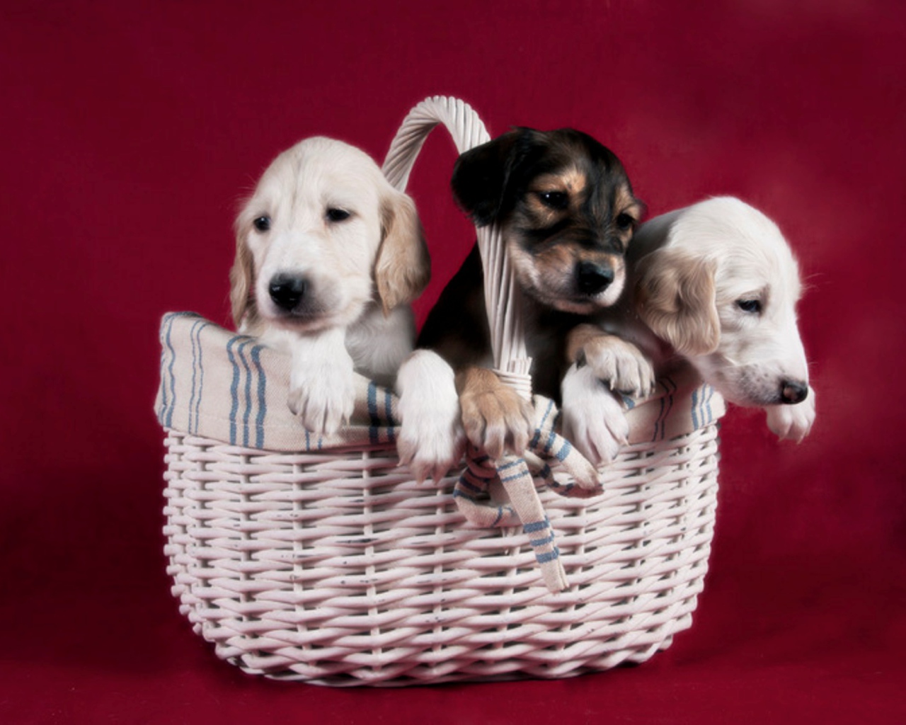 Щенки персидской борзой салюки