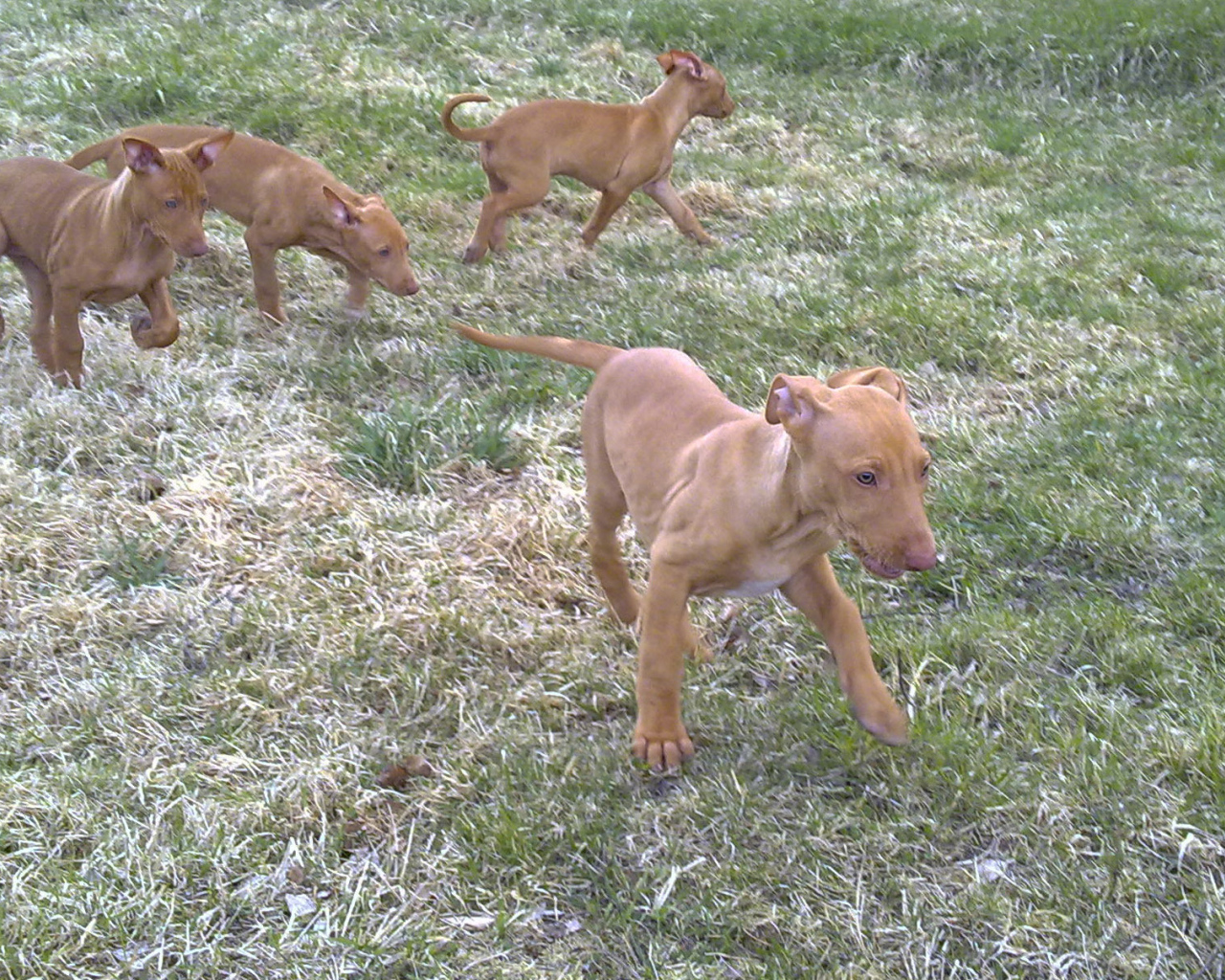 Щенки фараоновой собаки