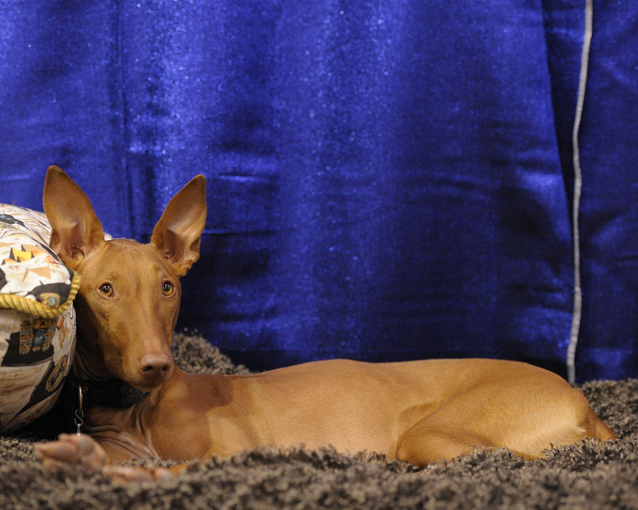 Фараонова собака фотомодель