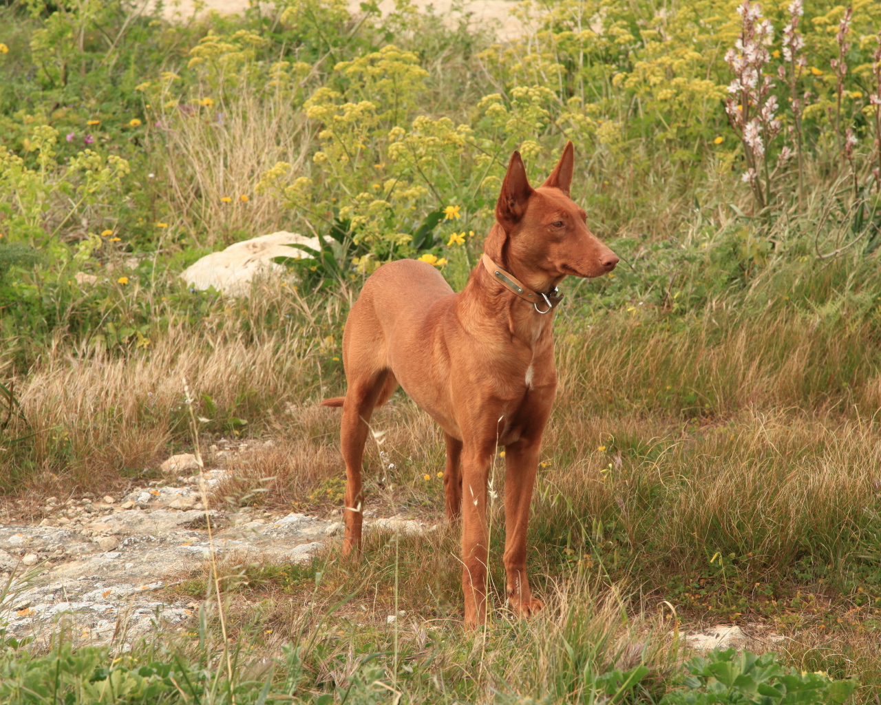 Фараонова собака в траве