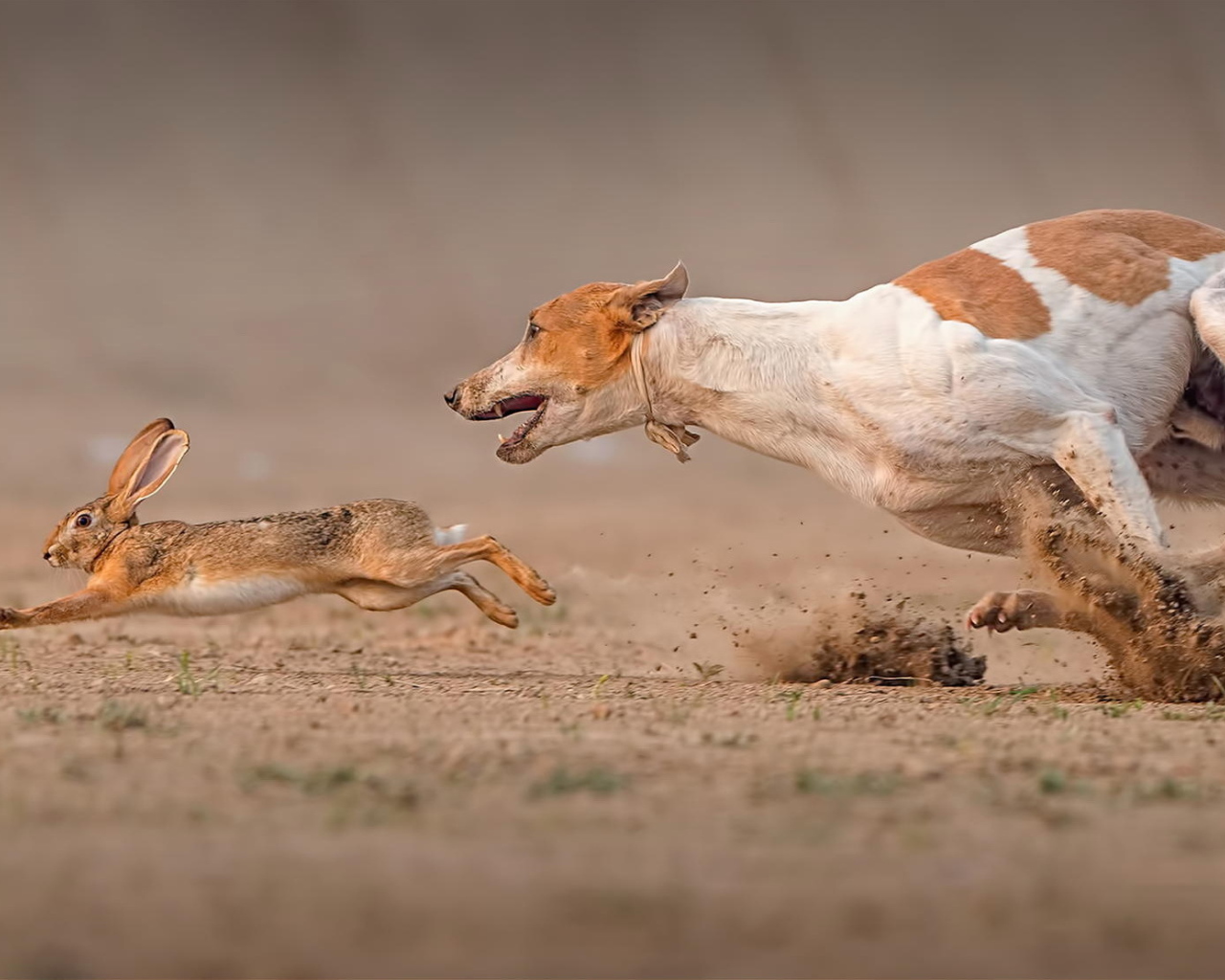Фараонова собака догоняет зайца