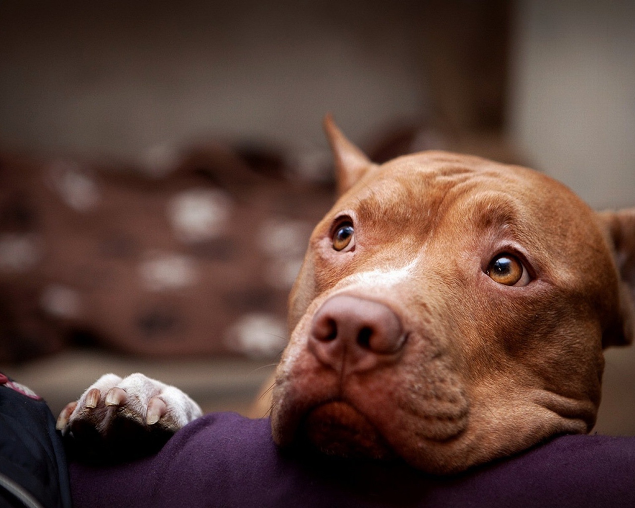 Питбуль смотрит на хозяина