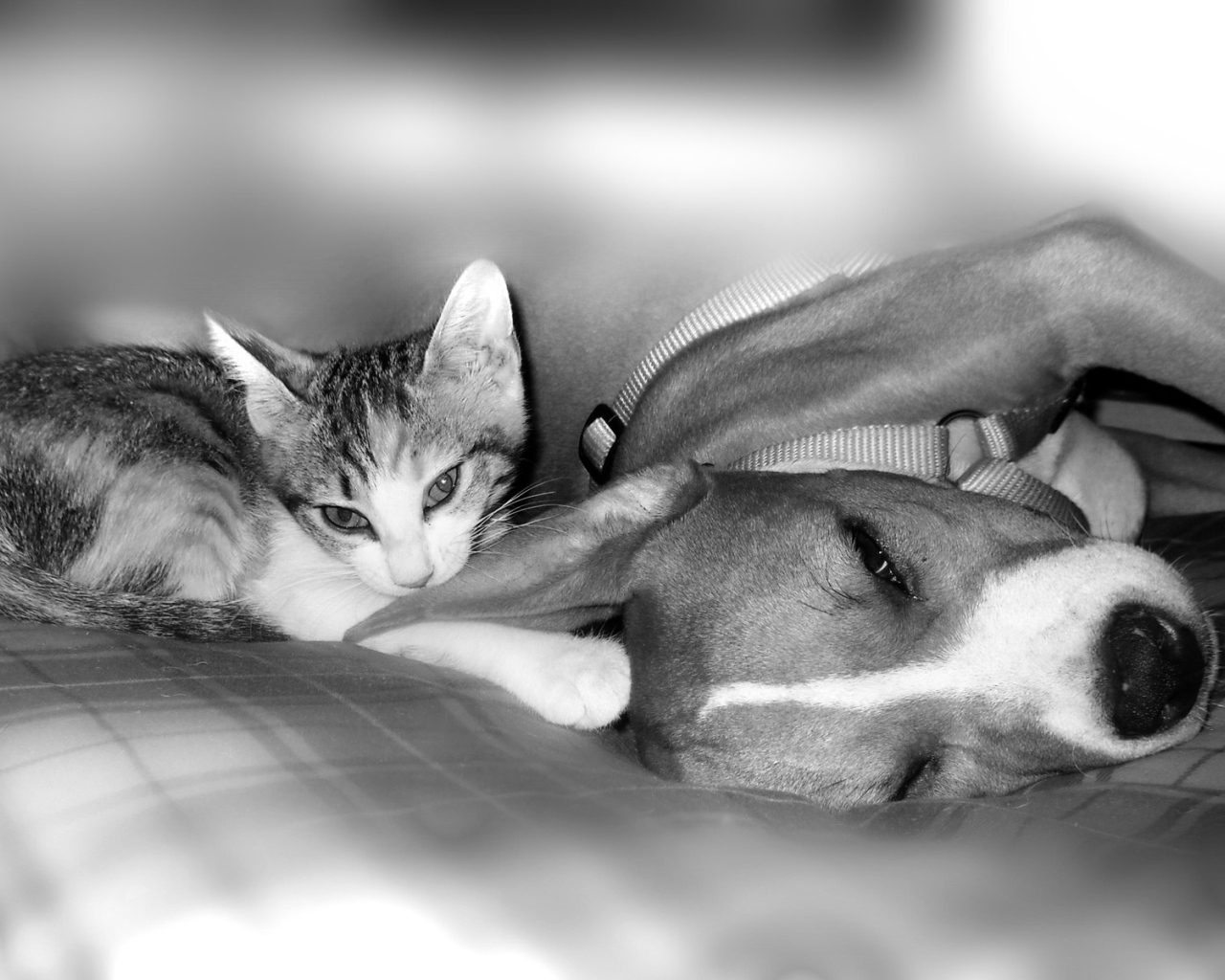 Питбуль с котенком