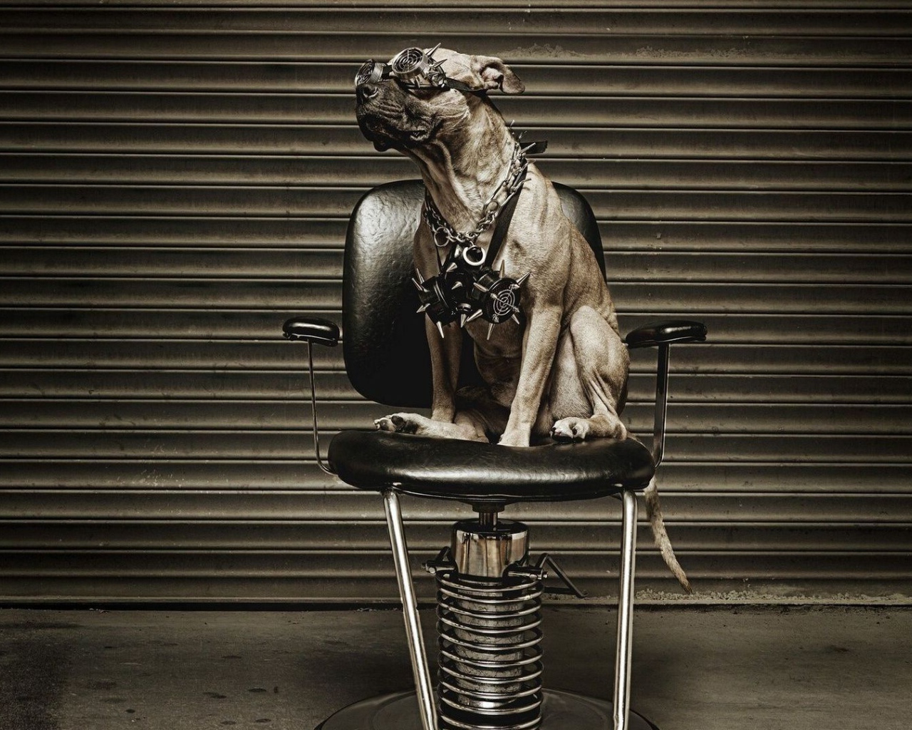 Питбуль на кресле