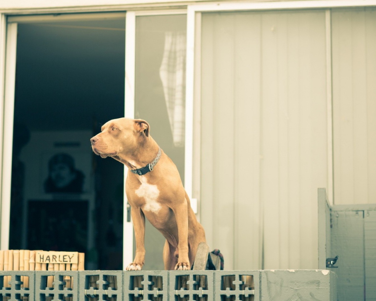 Питбуль охраняет дом