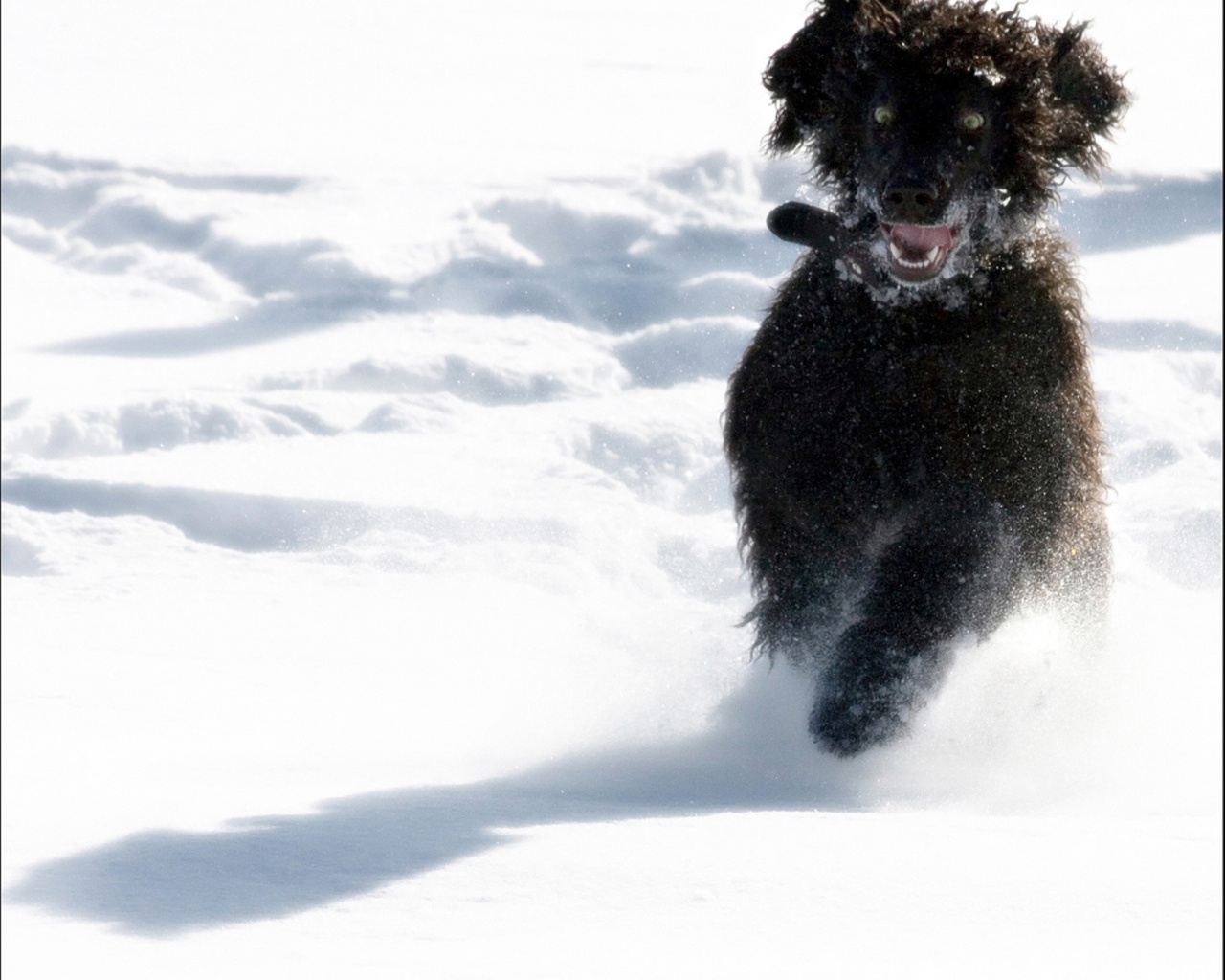 Игривый ирландский водяной спаниель
