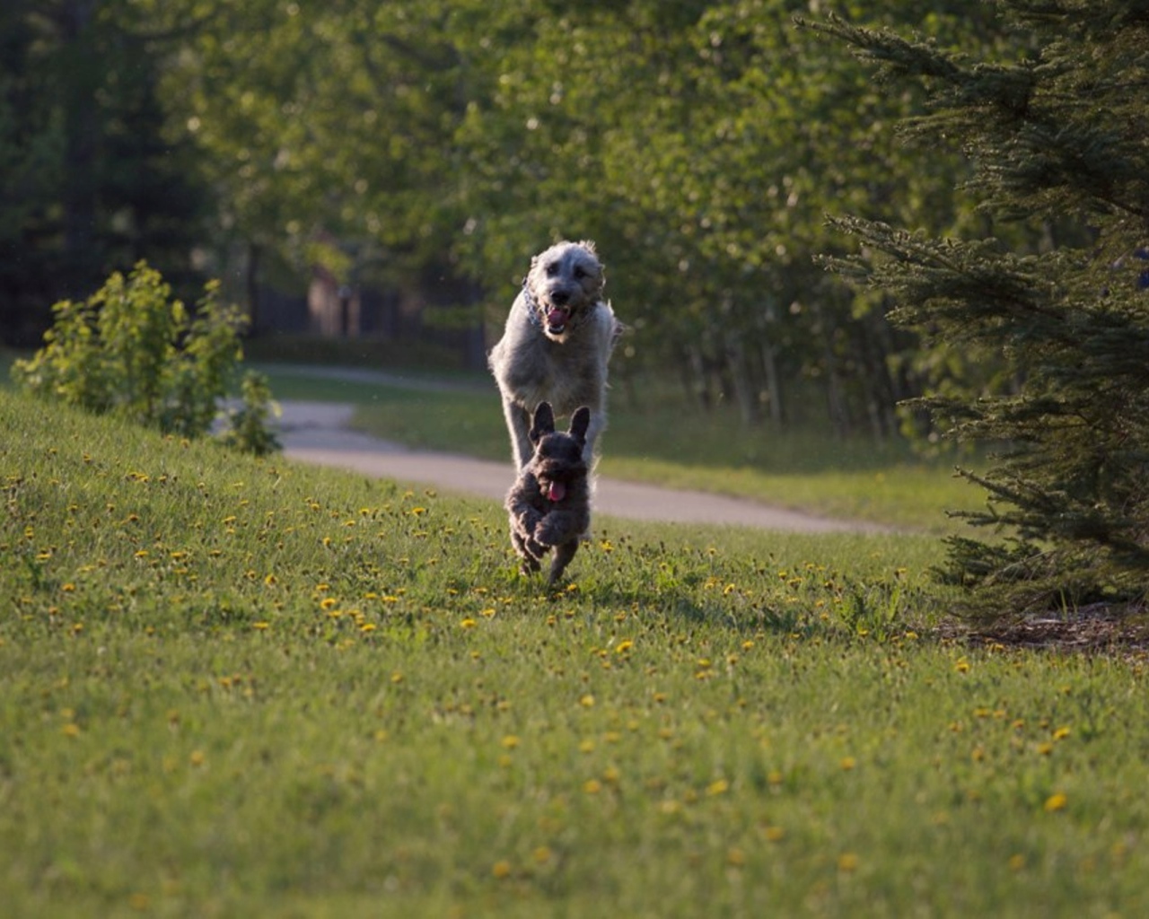 Игривый ирландский волкодав