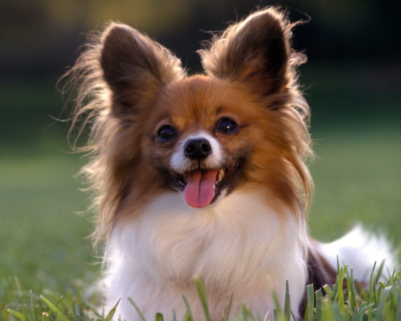 Игривый папильон в траве