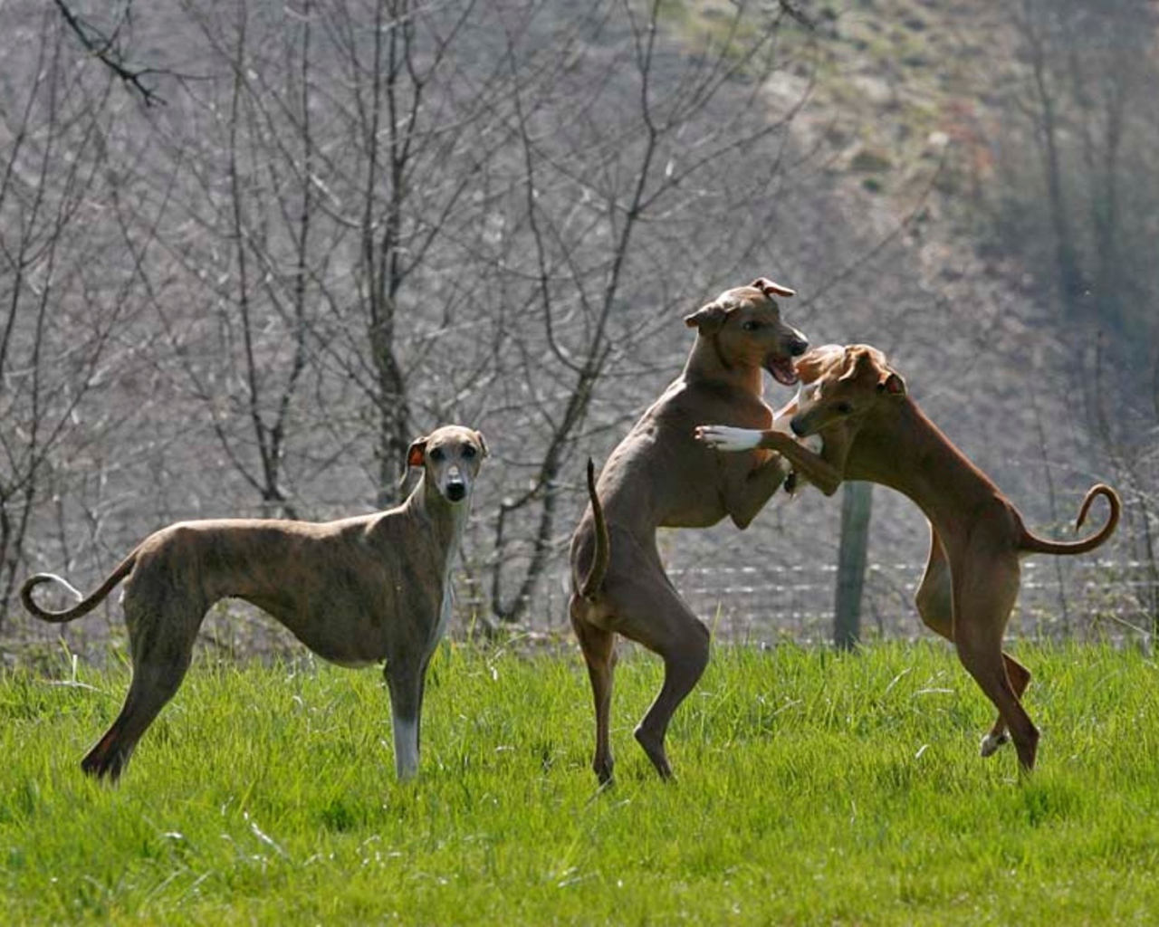 Игривые собаки азавак