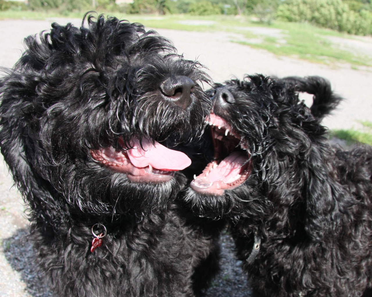 Игривые собаки барбет