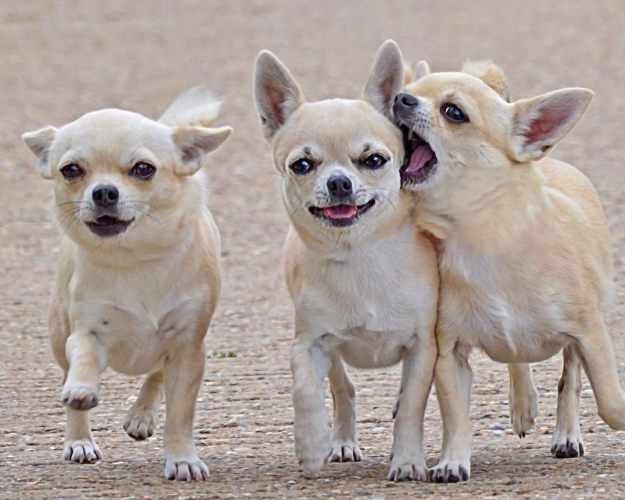 Игривые собаки чихуахуа