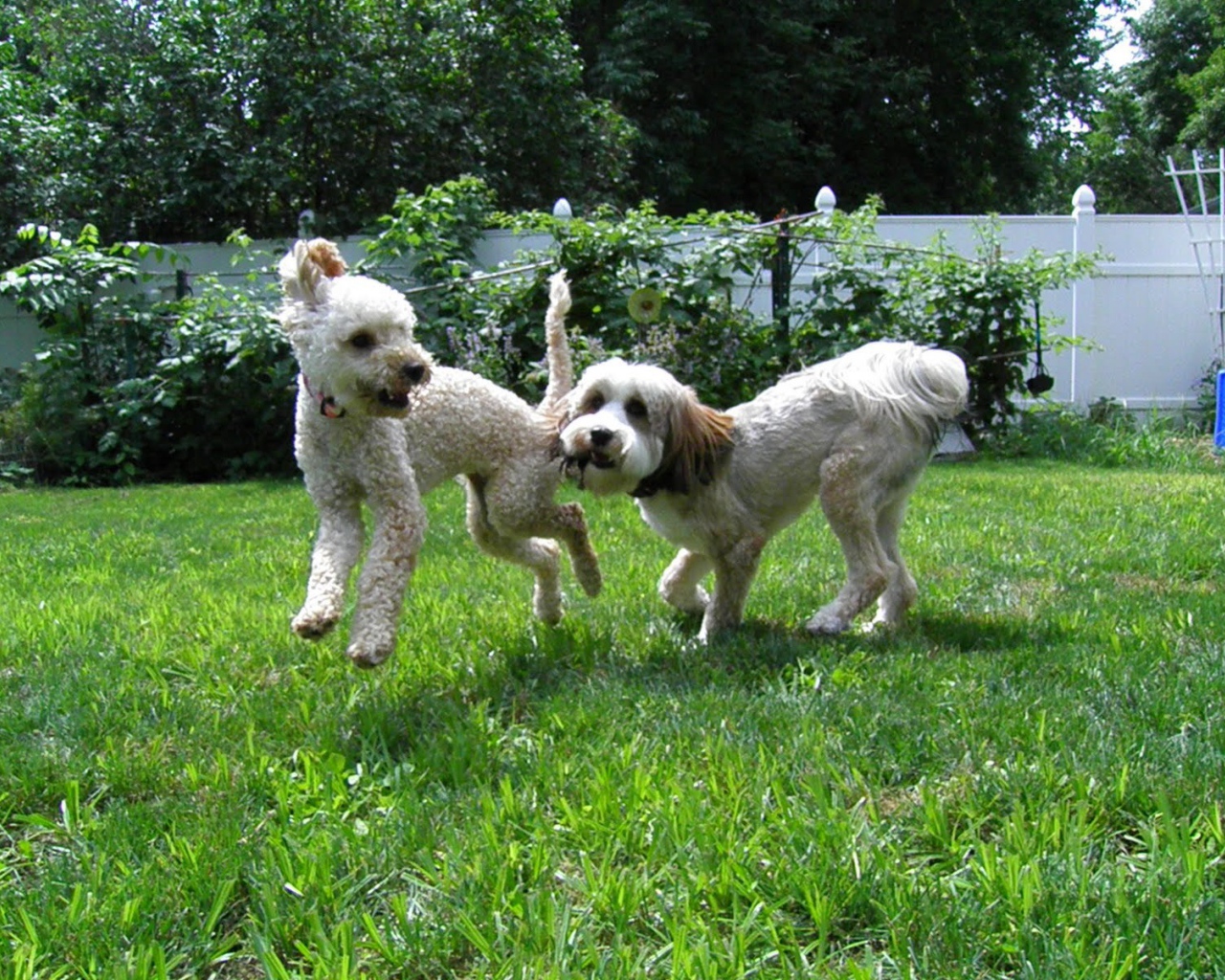 Игривые собаки бедлингтон терьер