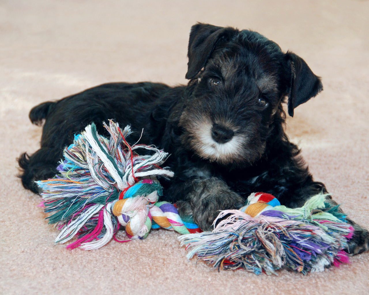 Игривый маленький шнауцер