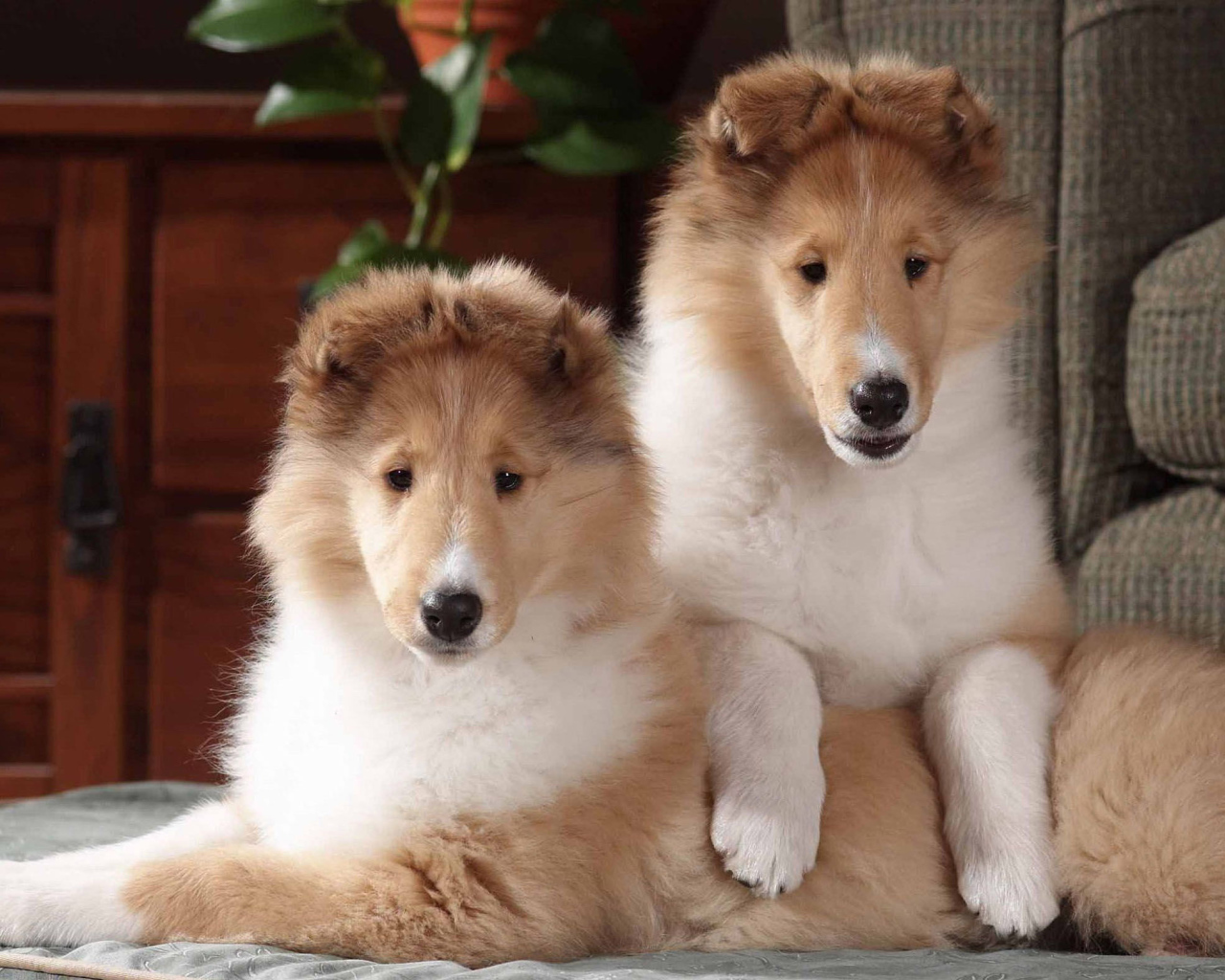 Игривые щенки колли