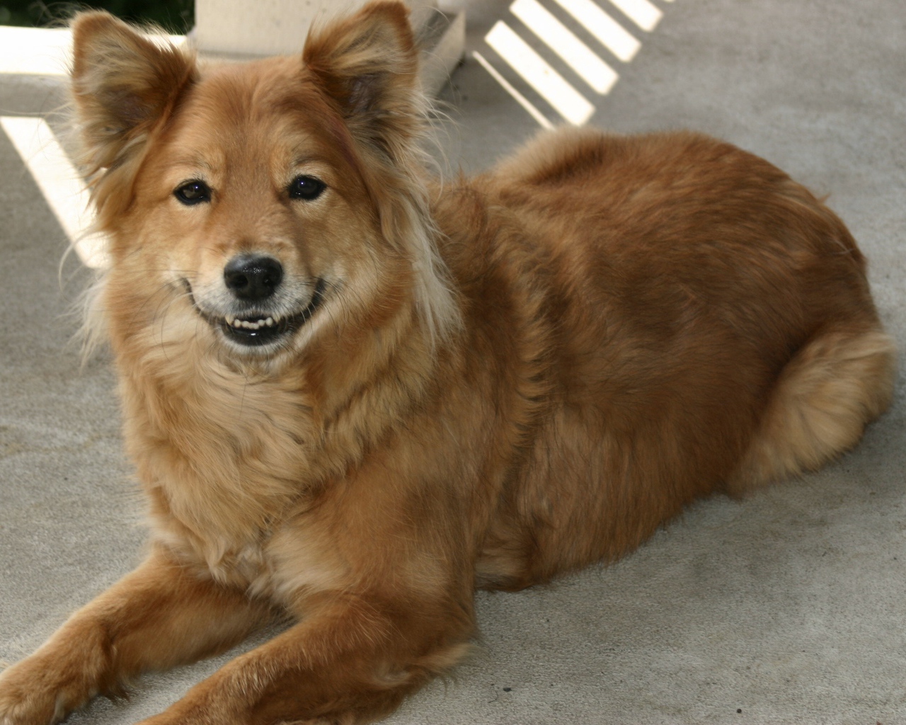 Довольная собака чинук