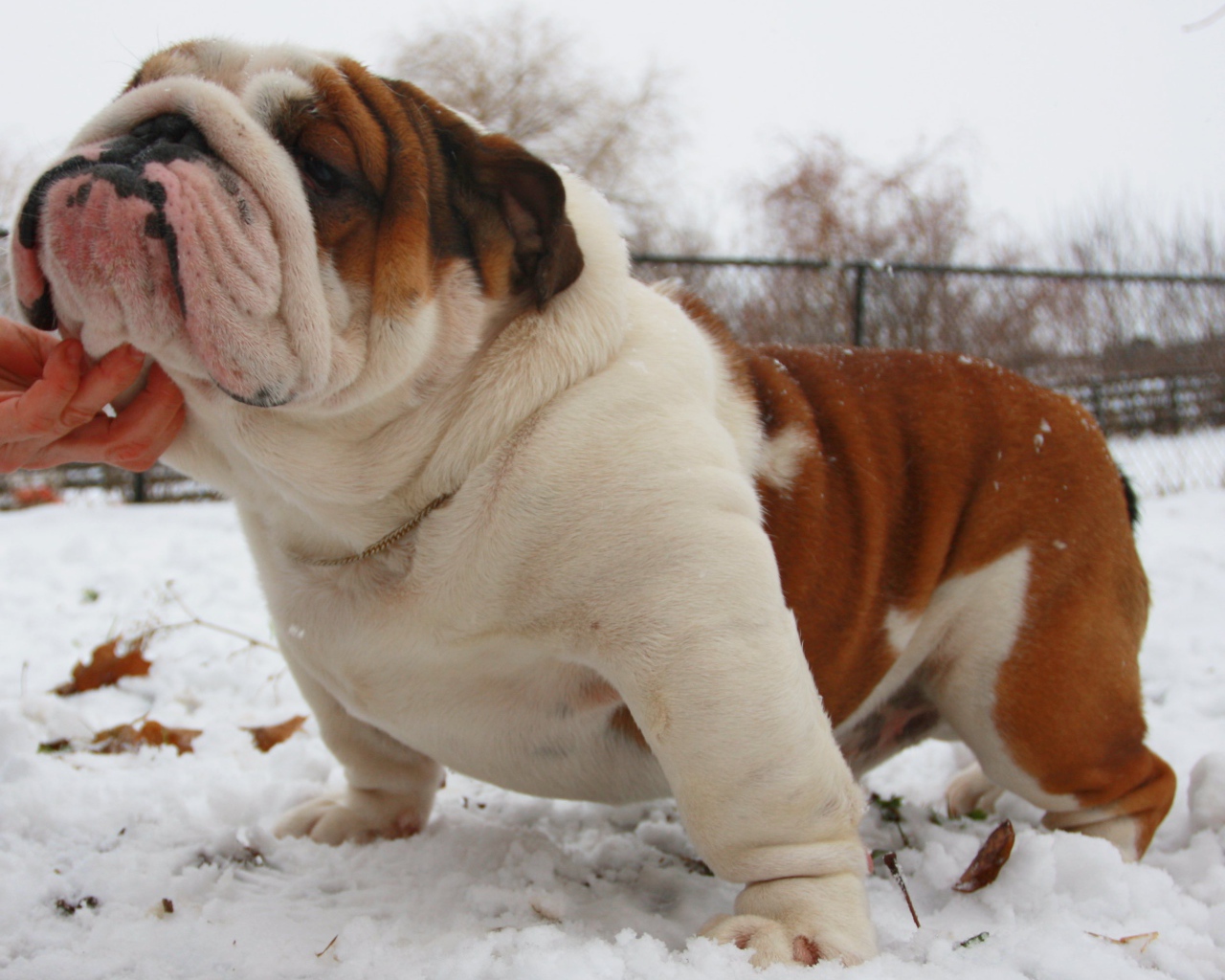 Довольный английский бульдог