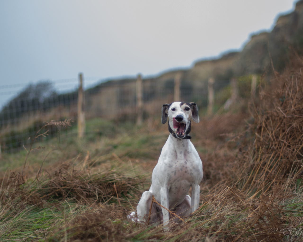Довольный пес салюки