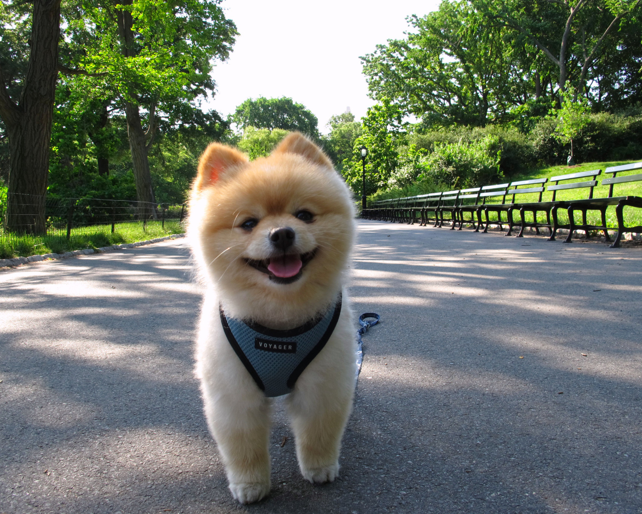 Померанский шпиц на прогулке