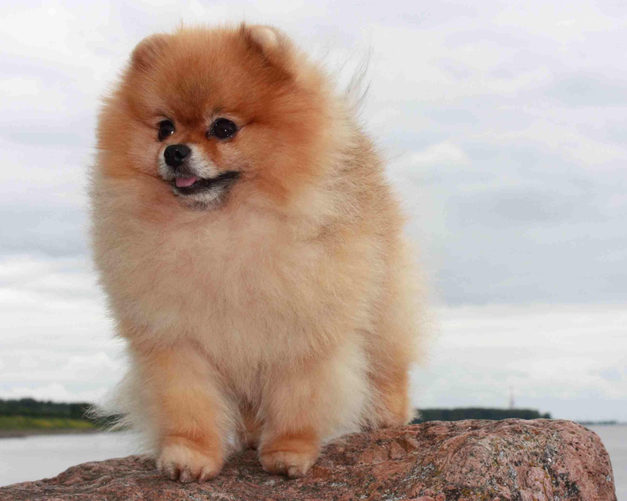 Померанский шпиц на камне